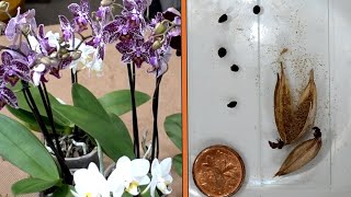 Growing orchids from online seeds. Result.