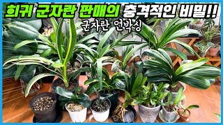 희귀 군자란 무턱대고 구입하면 크게 후회합니다!! 꼭 알아야 하는 희귀 군자란 구입 팁!! 군자란 언박싱!!