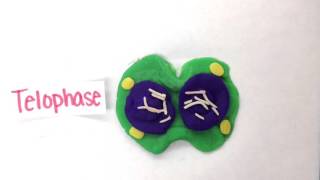 Regular and Cancer Cell Division Stop Motion Animation