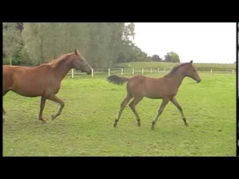 Ampere Hengst Fohlen mit Concetto x Argentan Mutterstute