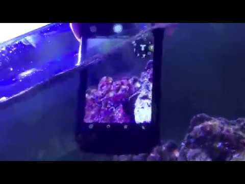 Doogee S60 Underwater Filming Test