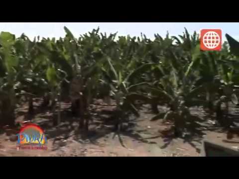 Banano Orgánico   CEDEPAS Norte