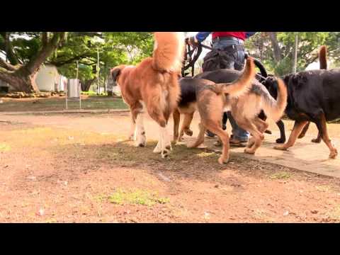 Cómo afecta el clima a los perros