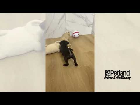 Pug - 39993 video preview