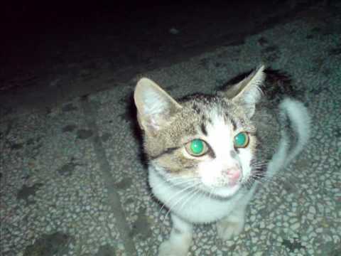 Fred Karato - I Wanna Be Free (Soundshakerz Extended)