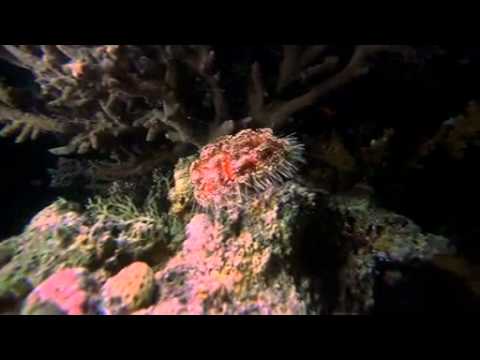 Ocean Origins