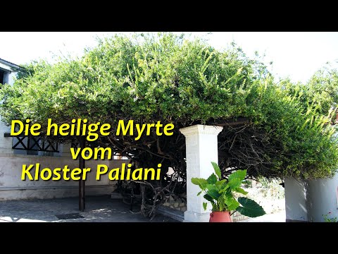 Die heilige Myrte vom Kloster Paliani auf Kreta