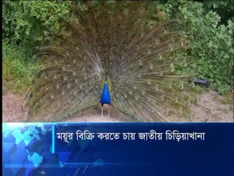 ময়ূর বিক্রি করতে চায় জাতীয় চিড়িয়াখানা