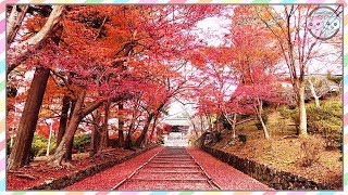 AMAZING FALL FOLIAGE TEMPLES IN KYOTO JAPAN 🌸 AUTUMN COLORS, TRAVEL IDEAS