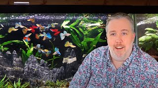 My Top 6 Must-Try Aquarium Fish after 20 Years of Experience