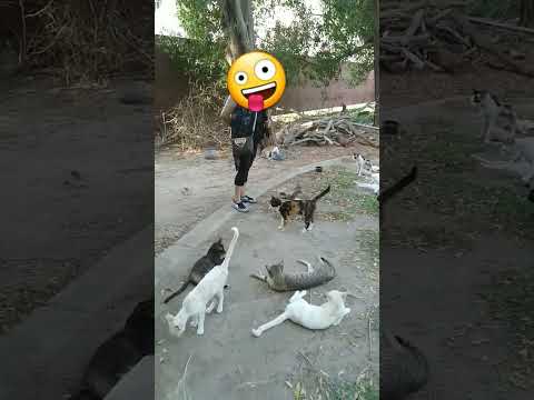 Who's that girl between the groups of cats #cats@zuhair Alrifai