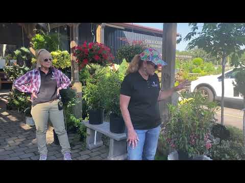 Exploring Kalmia: The Enchanting Mountain Laurel