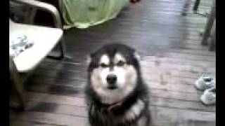 Malamute tries to talk her way out of trouble