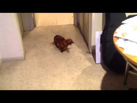 A sugar glider riding a wiener dog!