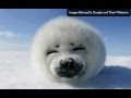 Lazy harp seal has no job slideshow