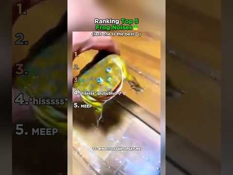 Ranking Top 5 Frog Noises That Made You LOL!