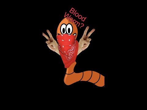 How to Feed Bloodworms  #shorts #aquarium #fish