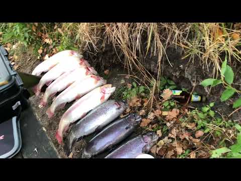 Ihmsen - Der Forellengott Forellenseen in Schleswig-Holstein 24. Oktober 2018