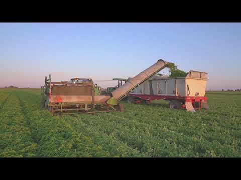 Farm to Freezer: The Journey of Our Herbs