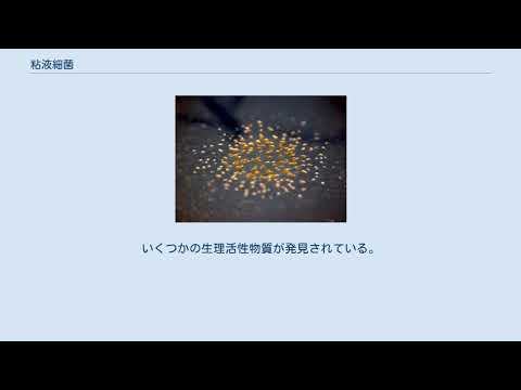 ミクソコッカス・ザンサス