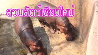 preview picture of video 'สวนสัตว์เชียงใหม่ Chiangmai Zoo'