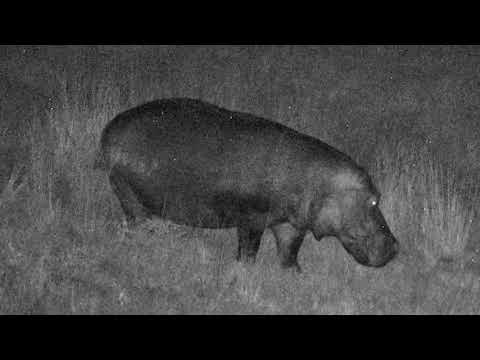 Djuma Private Game Reserve Live Stream: Hippo leaves for the night