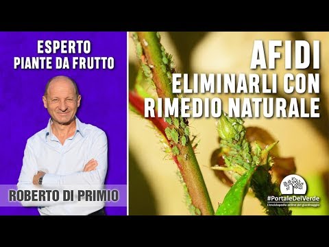Analisi su uova un verme e un graffio su enterobioz invitro Portare parassiti di rimedi di gente di organismo