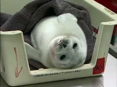 Growing Up Arctic Seal