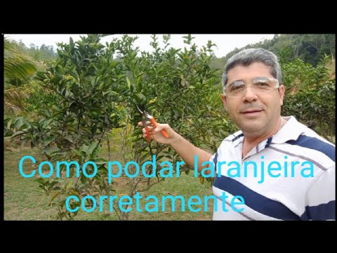 Como podar laranjeira corretamente | Época de poda de frutífera | Chácara com pomar orgânico.
