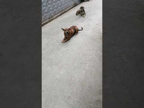 Breakfast dog 11/11/2024