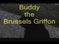 Grifón de Bruselas - Buddy the Brussels Griffon - What a Great Dog