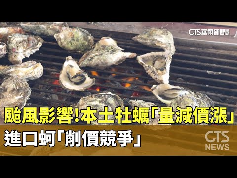 颱風影響！　本土牡蠣「量減價漲」　進口蚵「削價競爭」