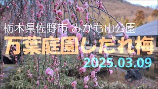 【VLOG】みかも山公園《万葉庭園》しだれ梅と水琴窟 栃木県佐野市黒袴町 2025.03.09