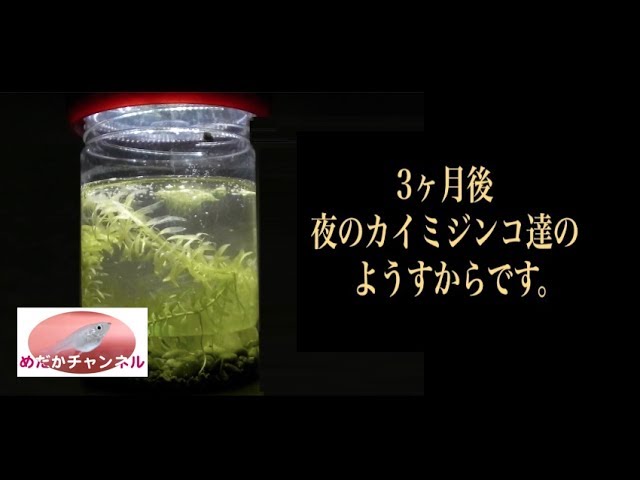 飼育 ミジンコ 初心者でも簡単！オオミジンコ（ダフニアマグナ）の増やし方！