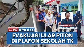 Penampakan 2 Ular Piton Bersarang di Plafon Ruang Guru Sekolah TK, Damkar Bangkalan Gercep
