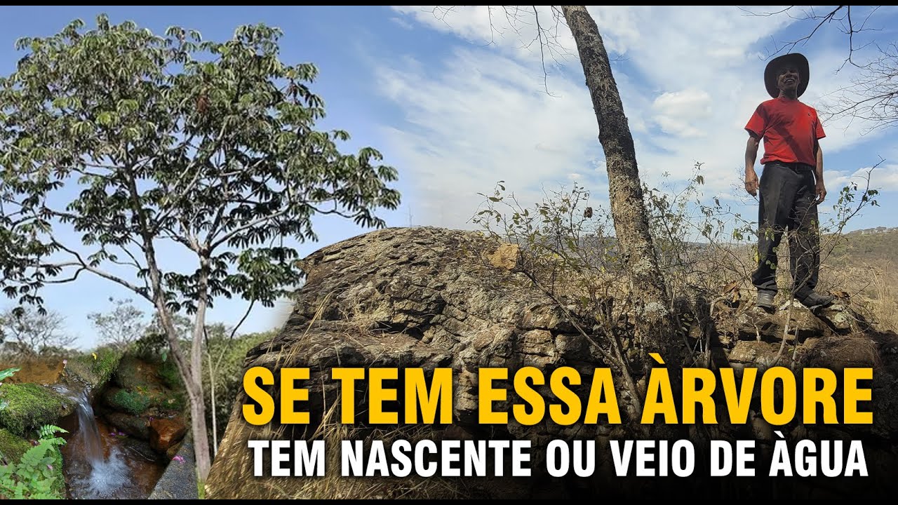 ARVORE QUE INDICA VEIO DE ÁGUA - SEU JOEL ENSINA