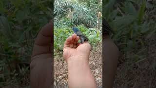 Download lagu burung selendang biru mp3