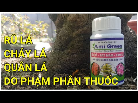 🔴 QBS22172 - SỬ LÝ CÂY MAI BỊ PHẠM PHÂN THUỐC 0942456100 || CÁCH SỬ LÝ CÂY MAI BÓN DƯ PHÂN THUỐC