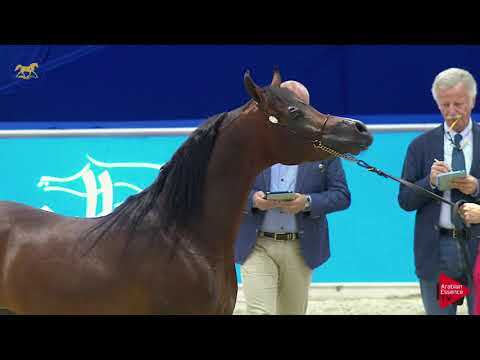 N.185 AJA WICTOR - Dubai 2019 - Stallions 4- 6 years old