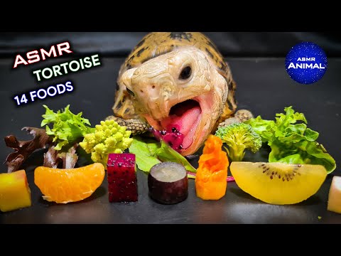 ASMR Mukbang Eating 14 Foods ✨ Turtle Tortoise 143