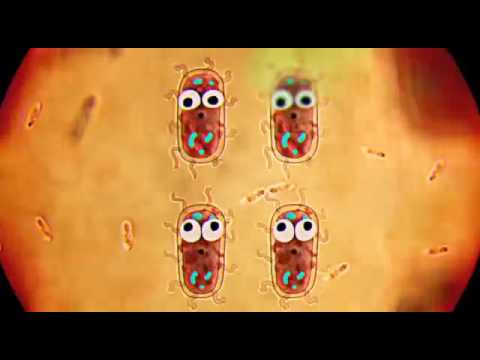 bacterii nonpatologice papilloma vescicale g3