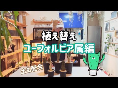 モールトウダイグサ、トウダイグサ、ホワイトトウダイグサ、ユーフォルビア・ラティリス