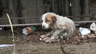 Abandoned puppy Video