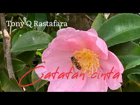 Tony Q Rastafara #catatancinta (official video )2021