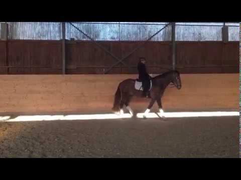 Großer Rotschimmelhengst, * 2013, sehr gut angeritten