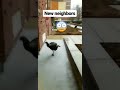 Wild Turkeys Gather Near Central Square In Cambridge