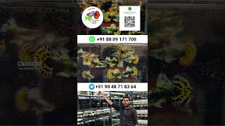 HM (Half-Moon) Yellow Mosaic Guppy | kk guppy farm Malappuram