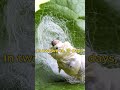 How silk is made from Silk worm Cocoons | Animal facts | Silk worm