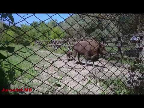 Pui de zimbru, născut la Padurea Domnească