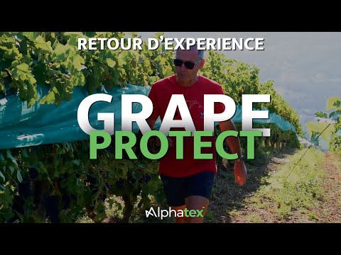 , title : 'Retour d'expérience - Grape Protect - Filet de palissage et pare-grêle pour vignes d'Alphatex'